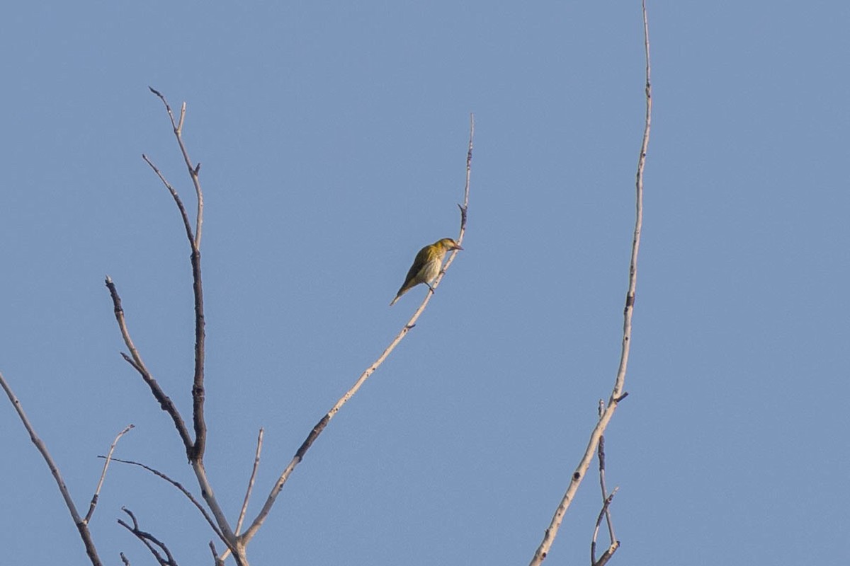 Black-naped Oriole - ML624585125