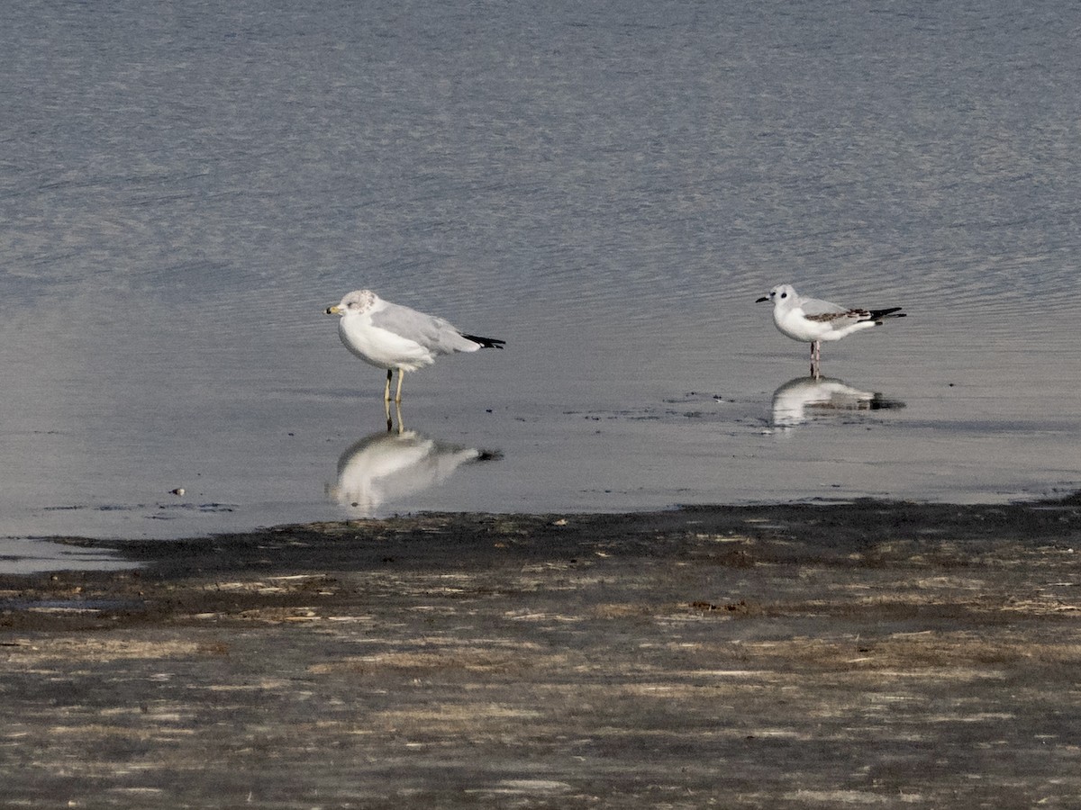 Bonaparte's Gull - ML624585136