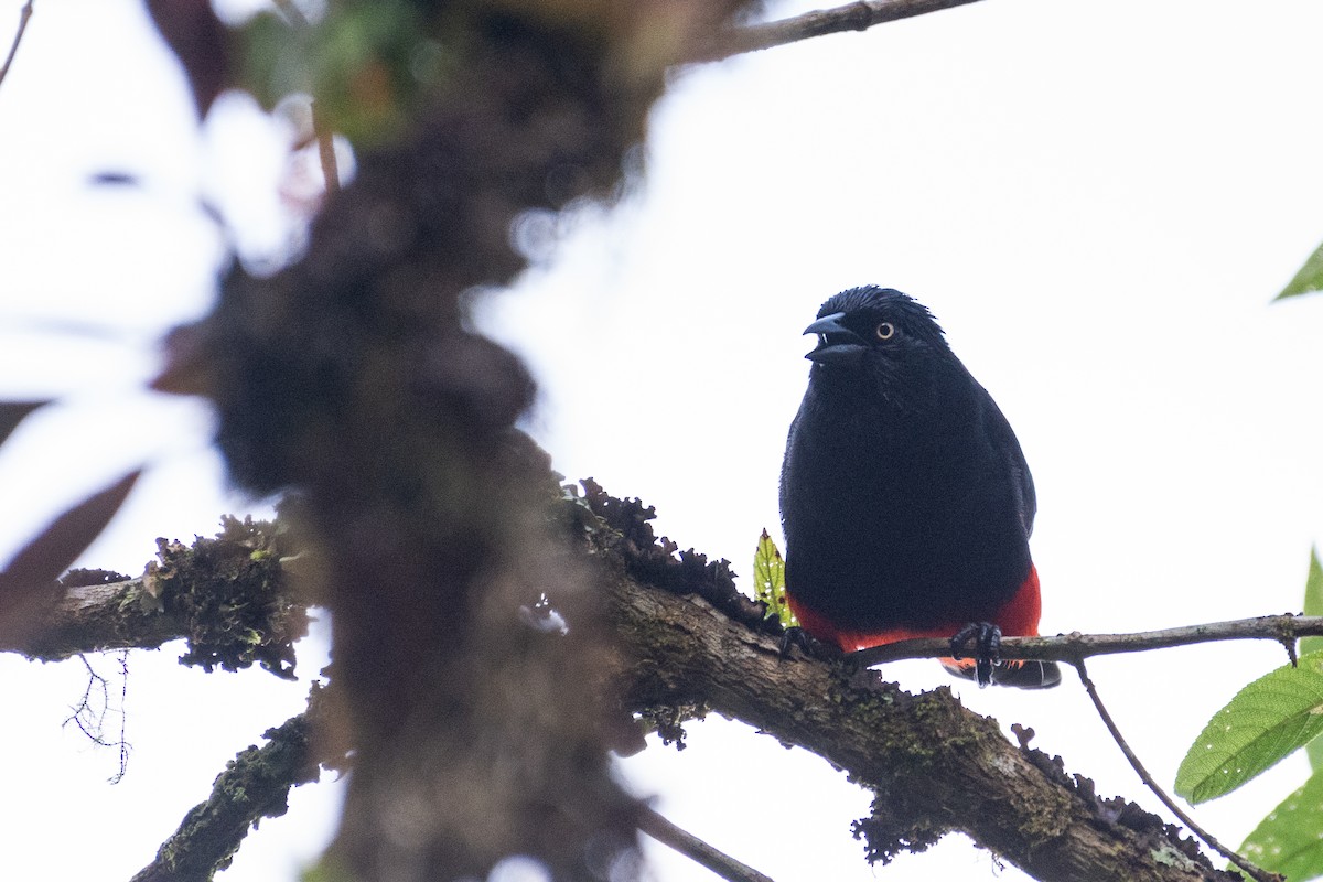 Red-bellied Grackle - ML624585189