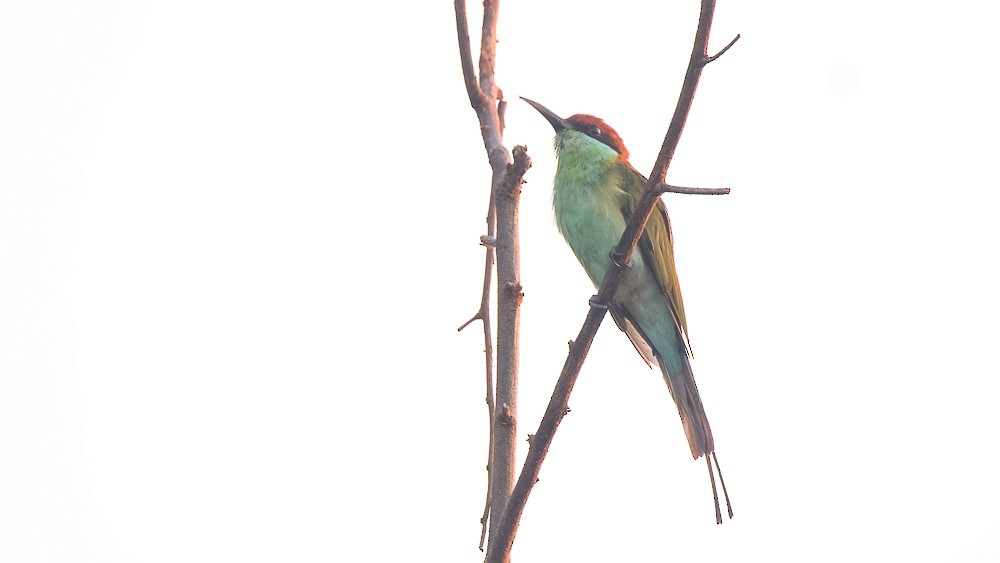 Rufous-crowned Bee-eater - ML624585245