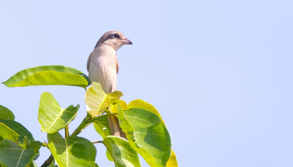Brown Shrike - ML624585277