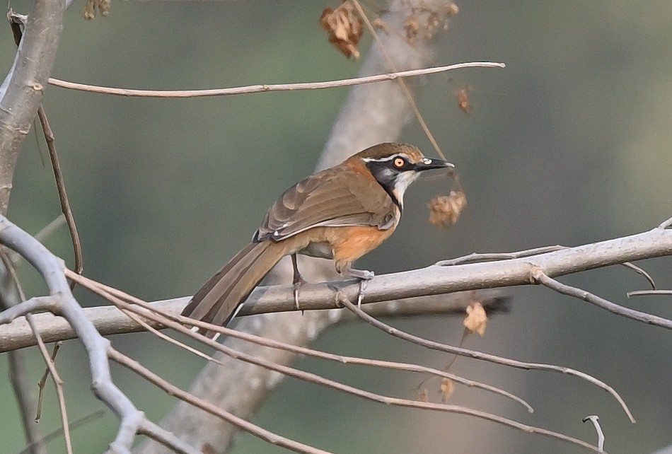 Lesser Necklaced Laughingthrush - Bhaskar Mandal