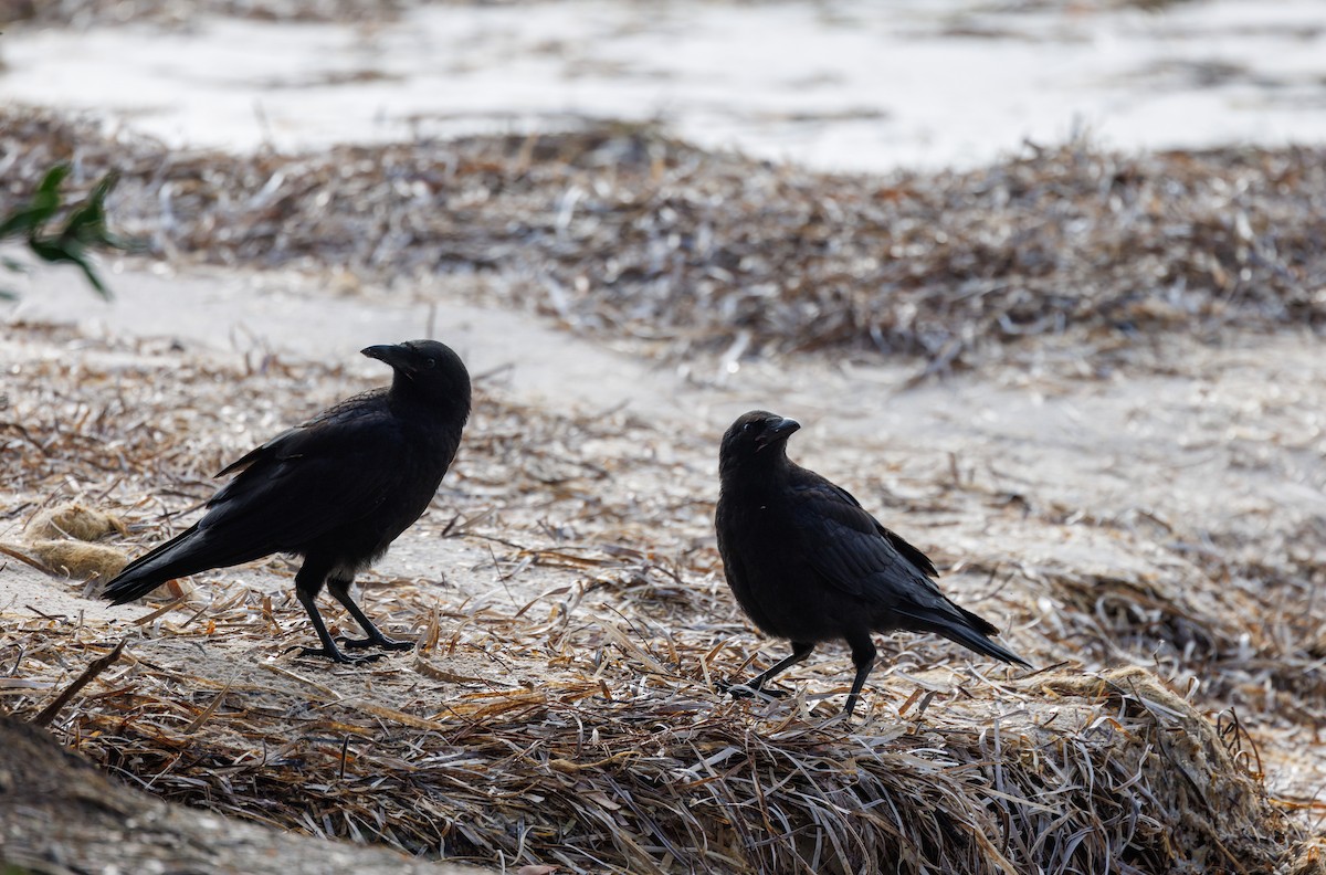 Australian Raven - ML624585383