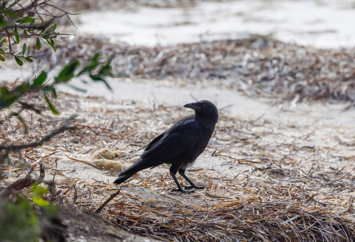 Australian Raven - ML624585384