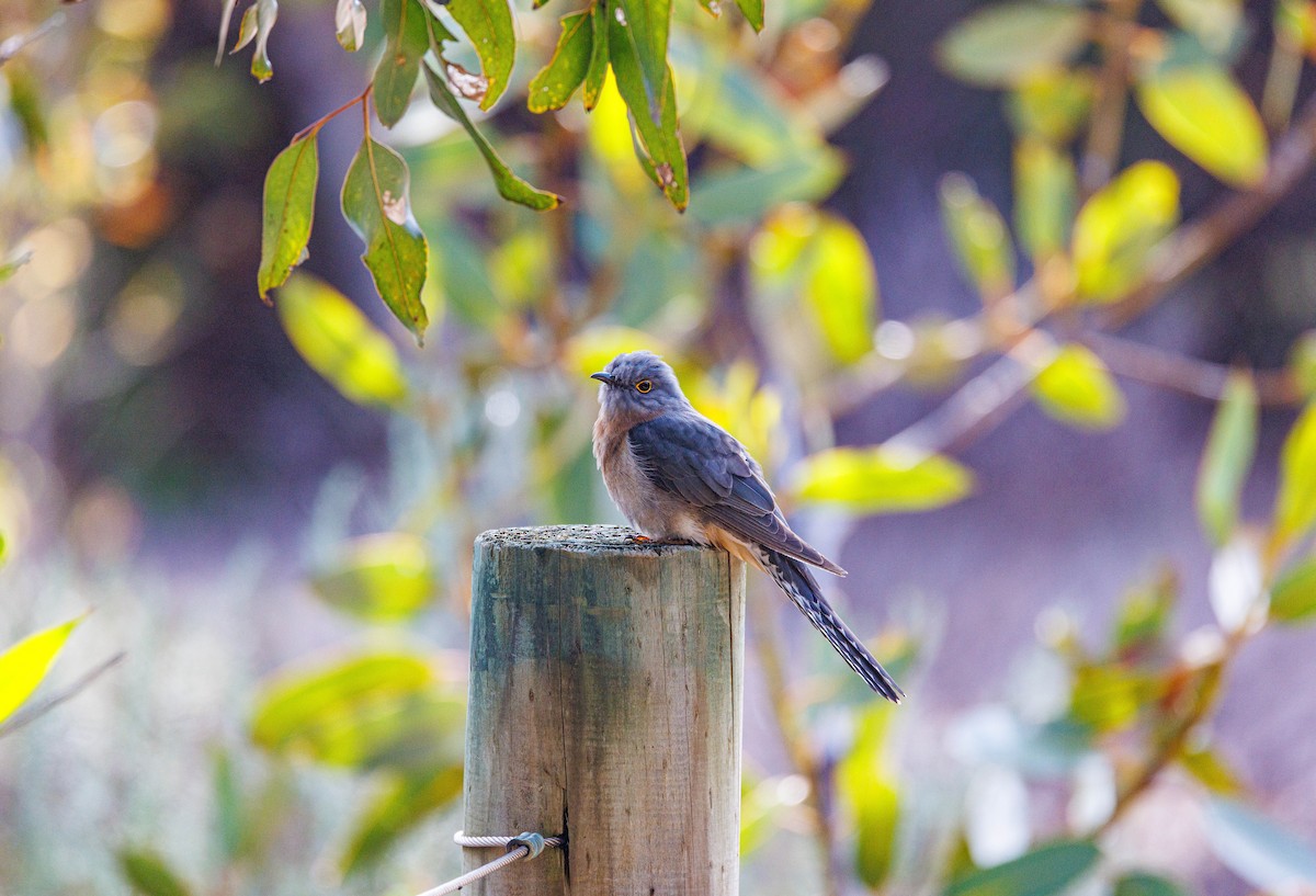 Fan-tailed Cuckoo - ML624585389