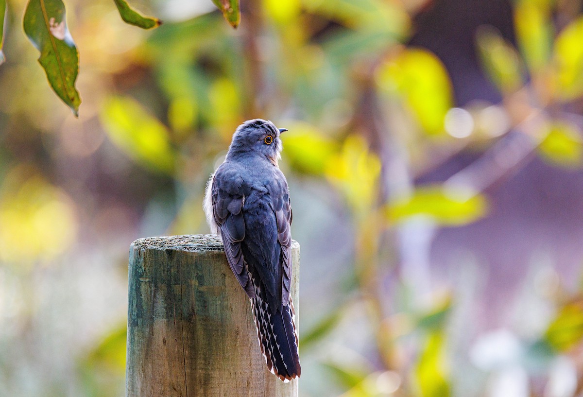 Fan-tailed Cuckoo - ML624585390