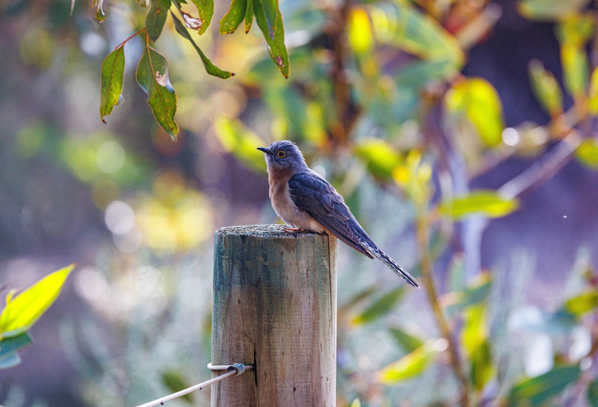 Fan-tailed Cuckoo - ML624585391