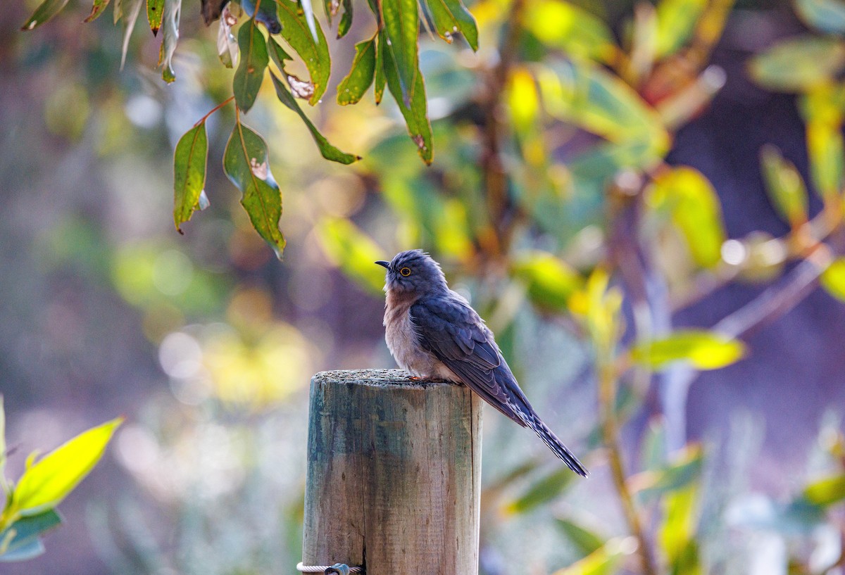 Fan-tailed Cuckoo - ML624585392