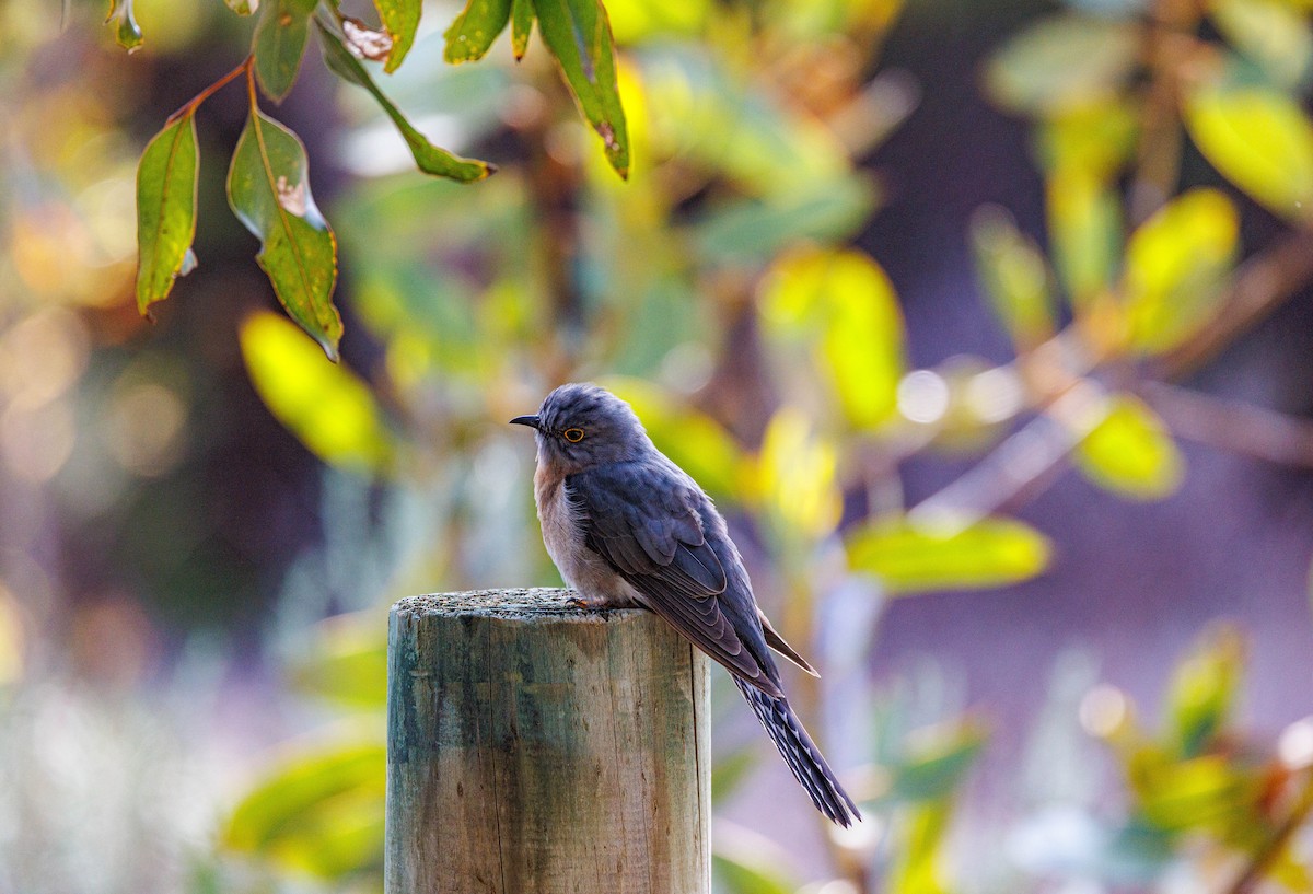 Fan-tailed Cuckoo - ML624585393