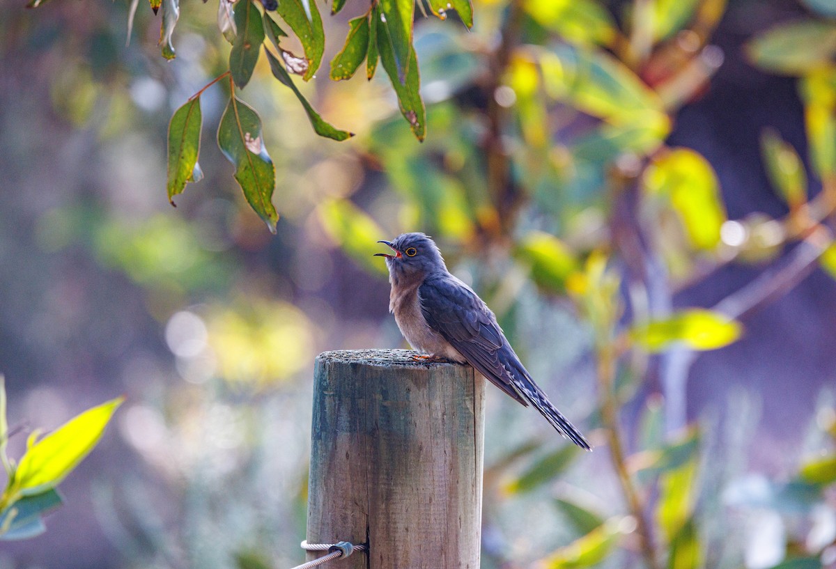 Fan-tailed Cuckoo - ML624585394