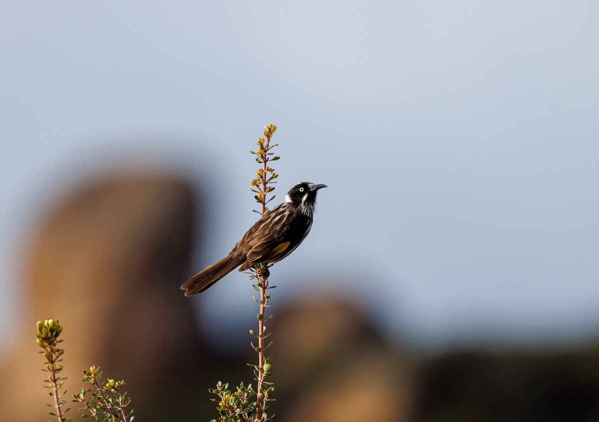 New Holland Honeyeater - ML624585400