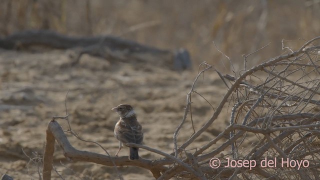 Chestnut-backed Sparrow-Lark - ML624585429