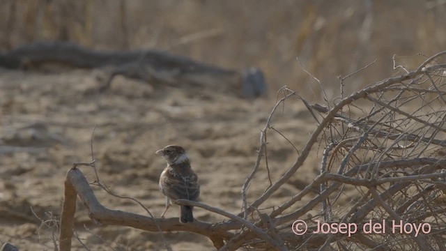 Moinelette à oreillons blancs - ML624585429