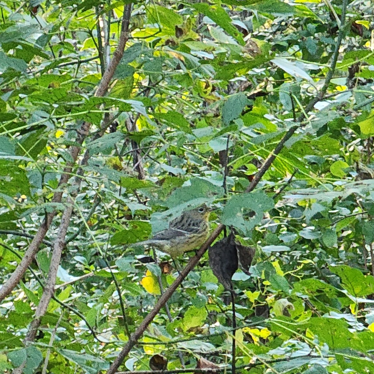 Kirtland's Warbler - ML624585488