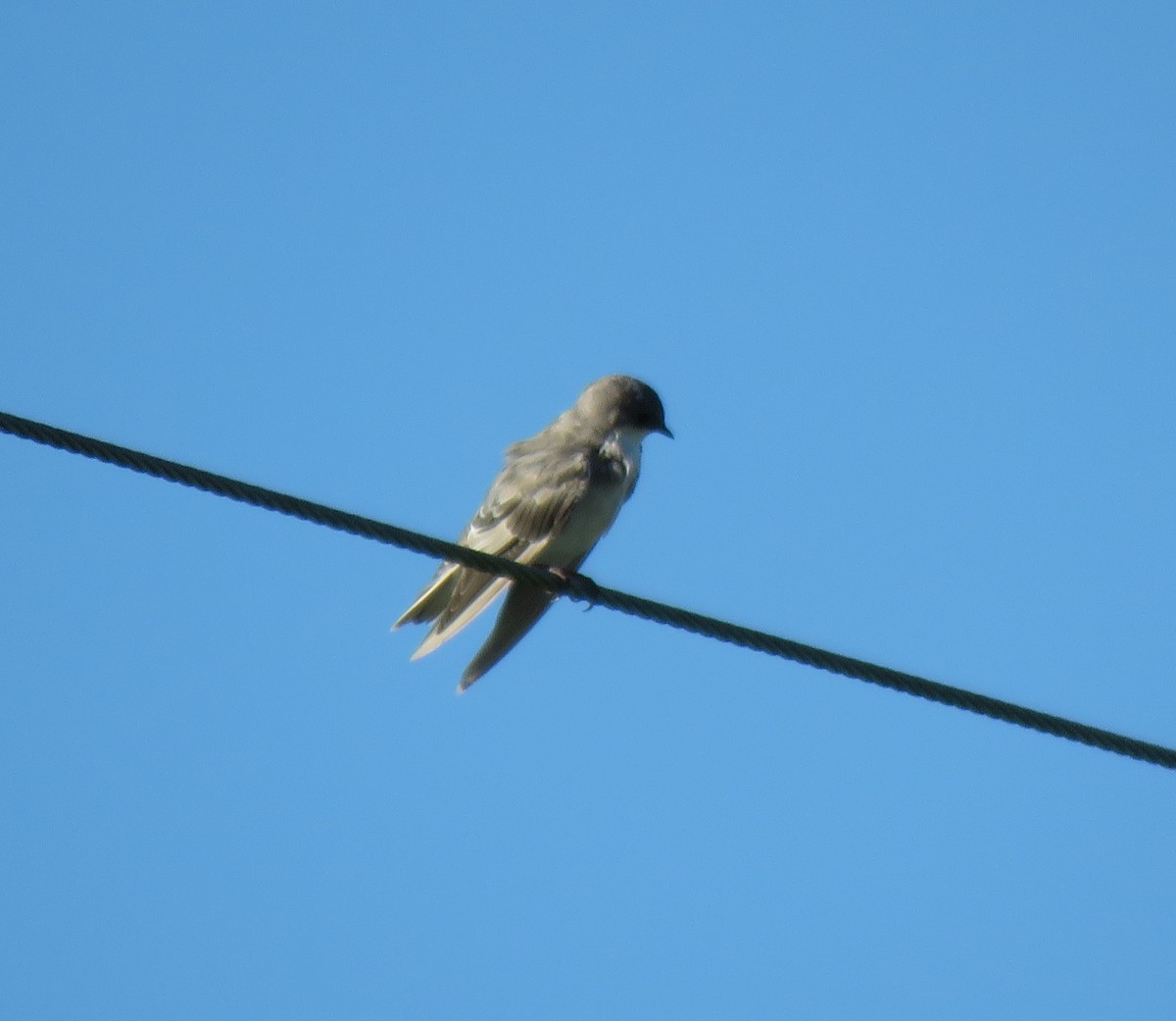 Golondrina Bicolor - ML624585489