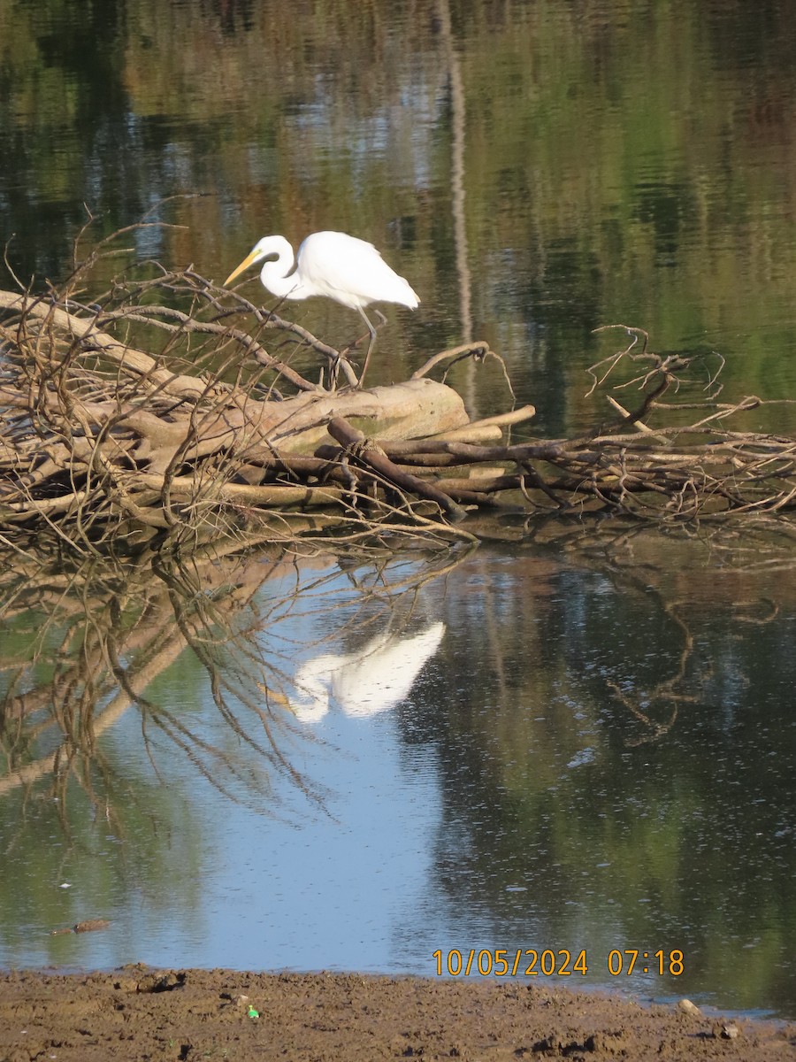 Great Egret - ML624585496