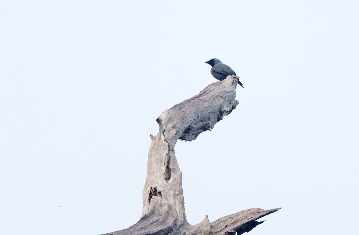 Boyer's Cuckooshrike - ML624585500