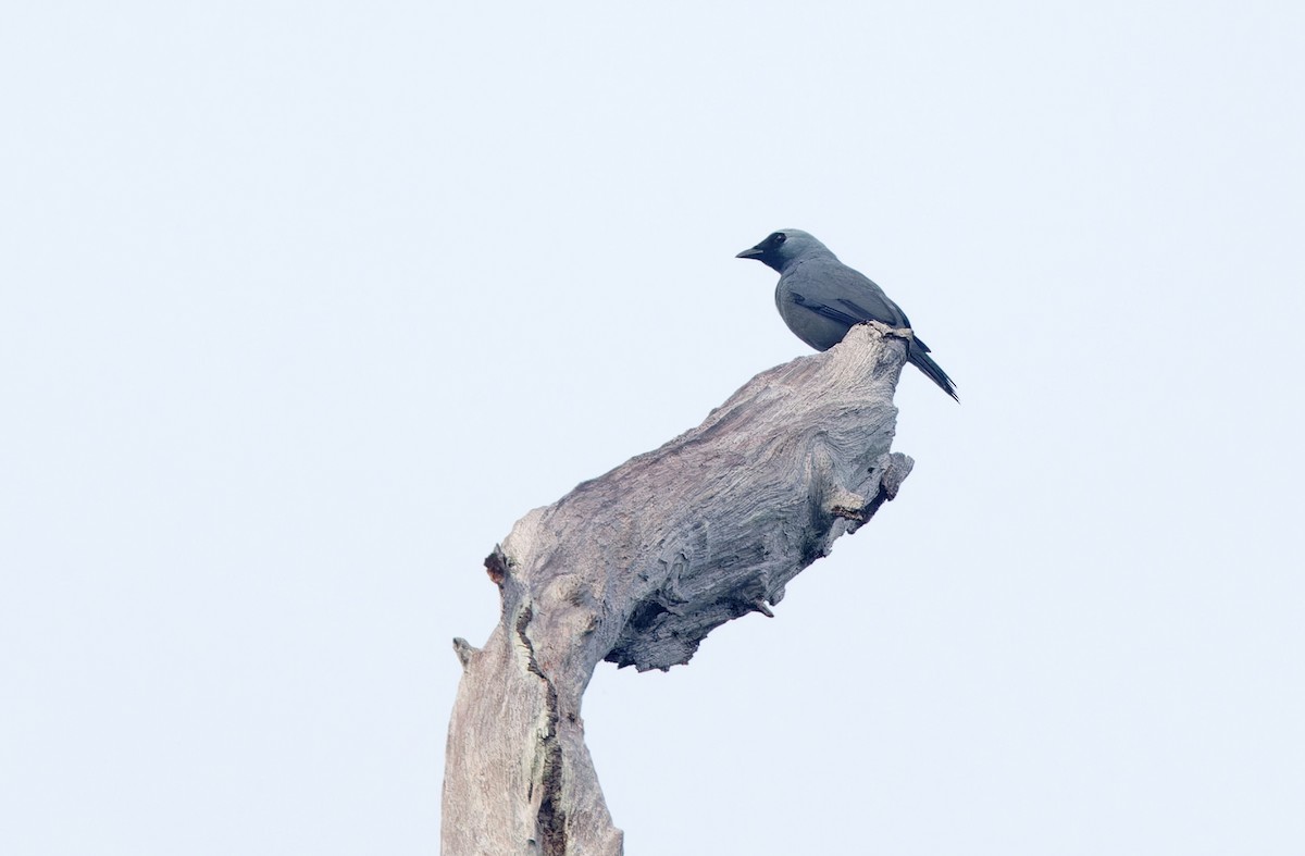 Boyer's Cuckooshrike - Robert Hutchinson / Birdtour Asia