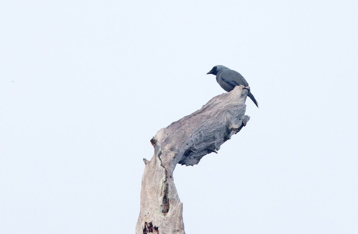 Boyer's Cuckooshrike - ML624585502