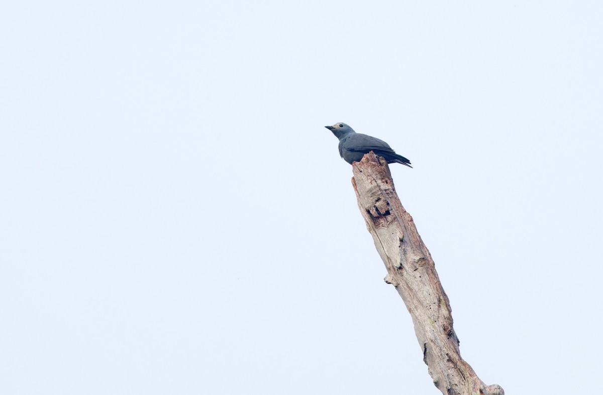 Boyer's Cuckooshrike - ML624585503