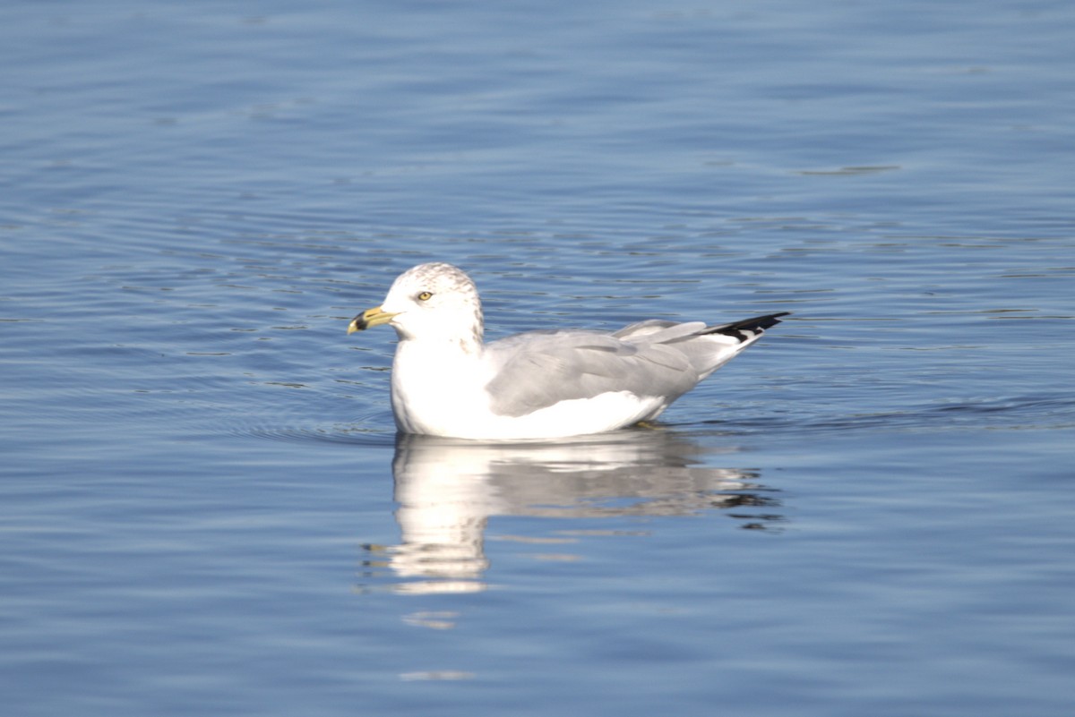 Ring-billed Gull - ML624585504