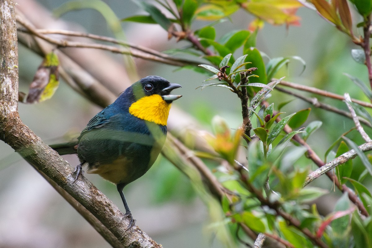 Purplish-mantled Tanager - ML624585505