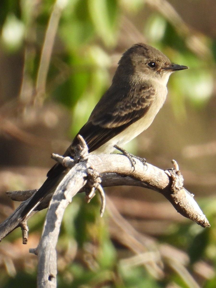 Western Wood-Pewee - ML624585506