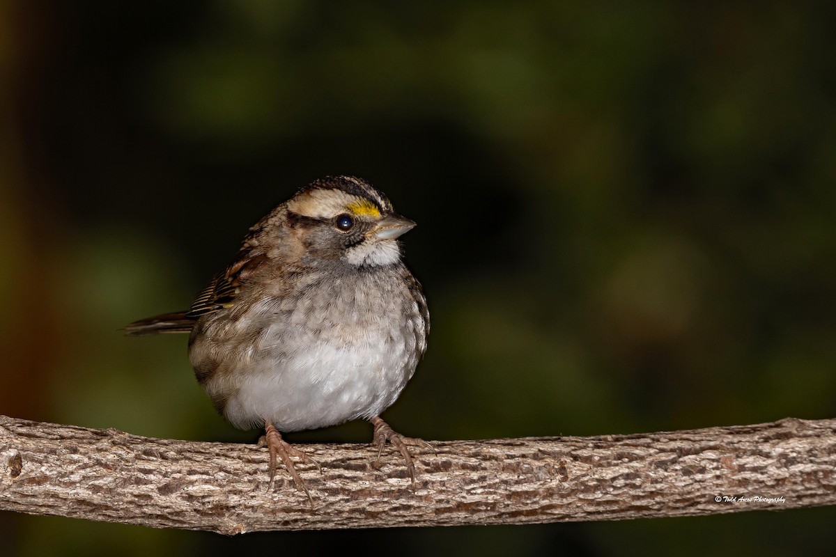 White-throated Sparrow - ML624585507