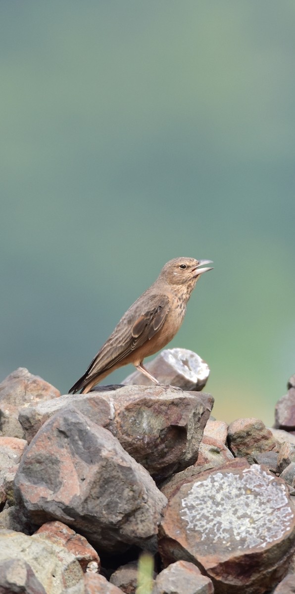 Rufous-tailed Lark - ML624585508