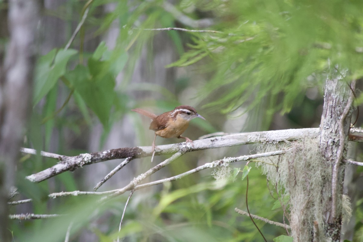 Carolina Wren - ML624585509