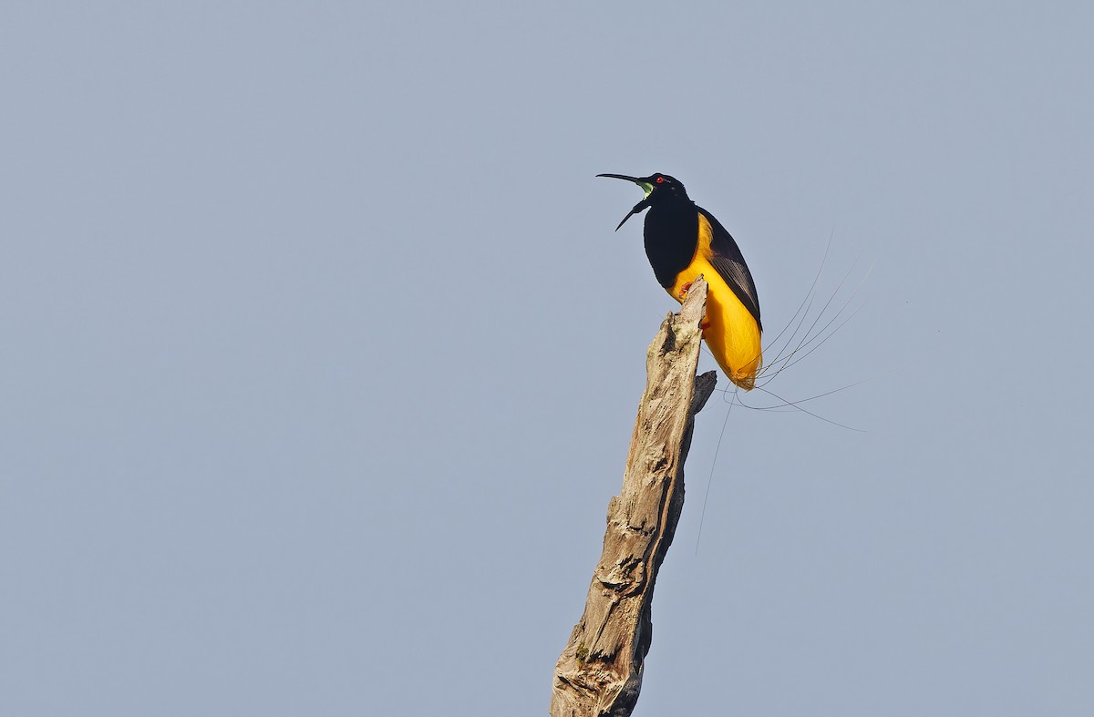 Twelve-wired Bird-of-Paradise - ML624585510