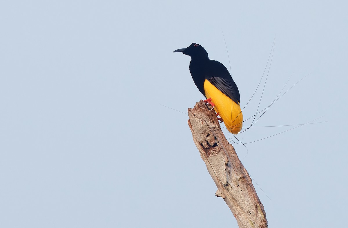 Twelve-wired Bird-of-Paradise - ML624585512