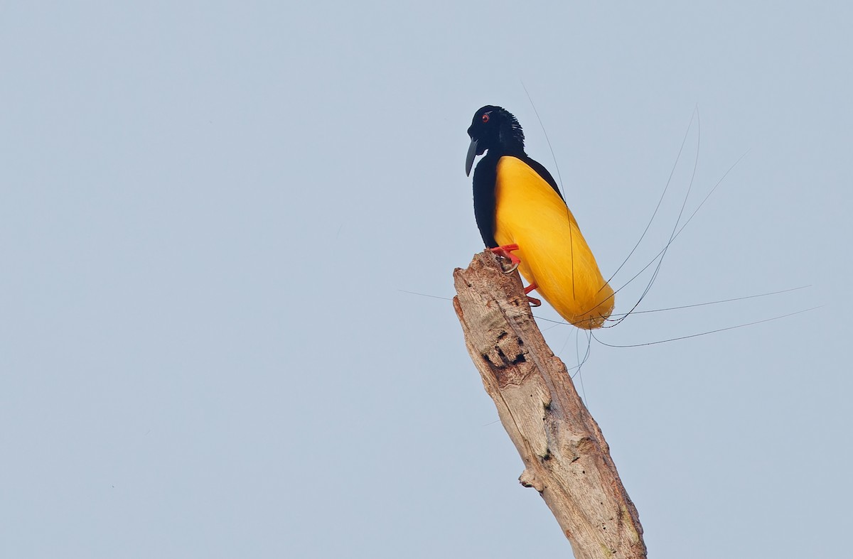 Twelve-wired Bird-of-Paradise - ML624585513