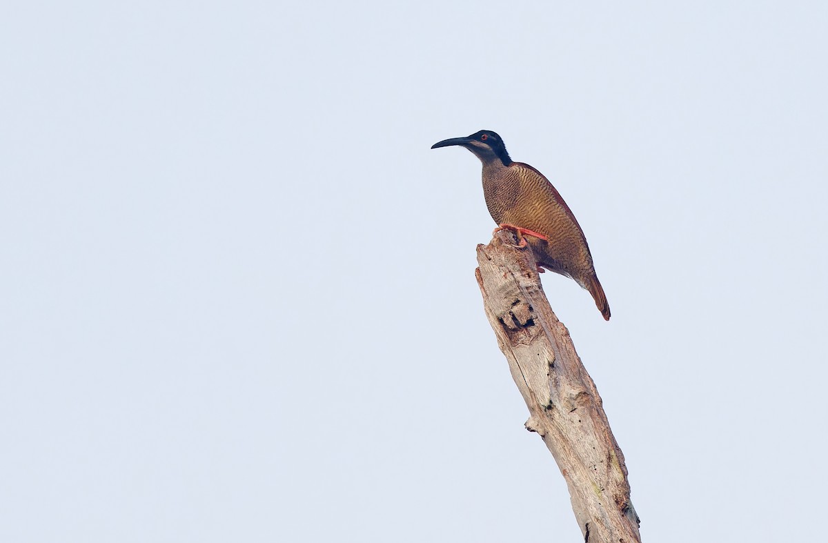 Twelve-wired Bird-of-Paradise - ML624585515