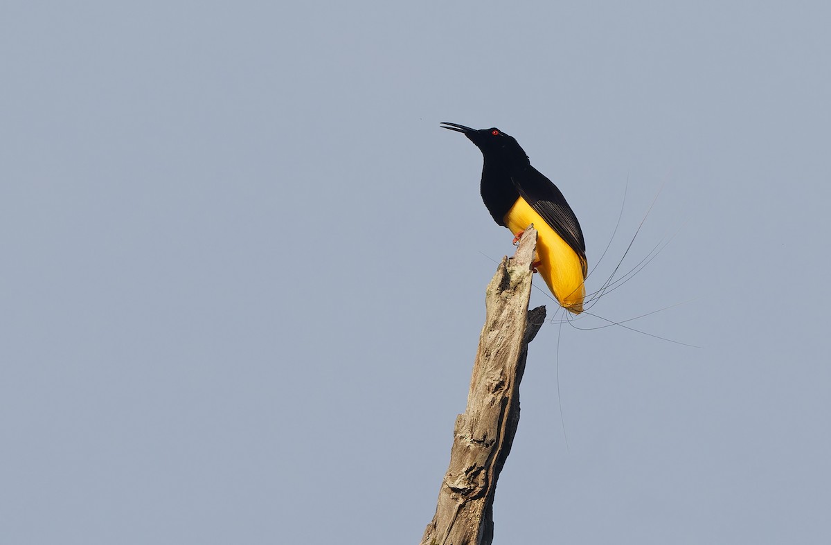 Twelve-wired Bird-of-Paradise - ML624585516