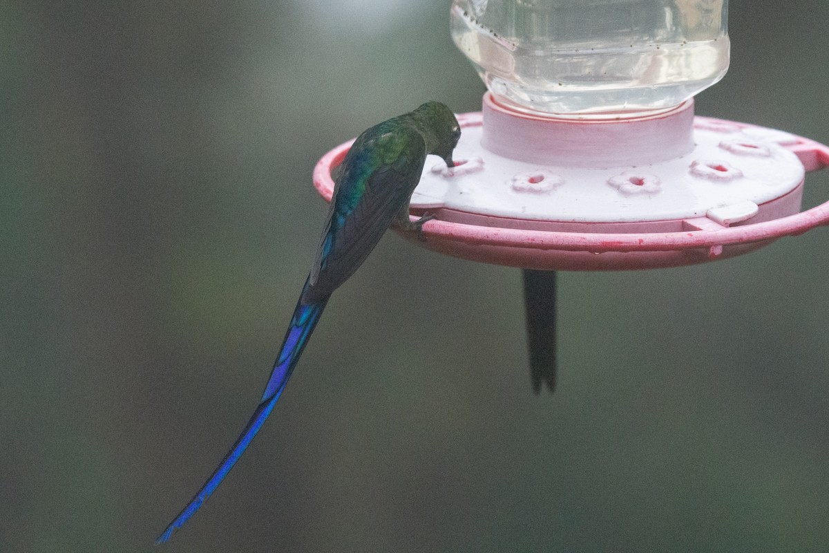 Long-tailed Sylph - ML624585519