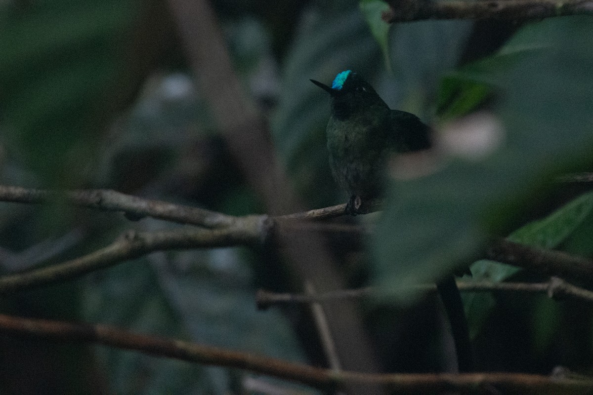 Long-tailed Sylph - ML624585520