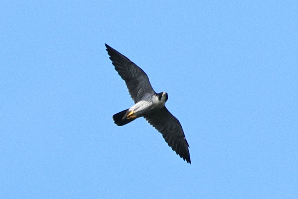 Peregrine Falcon - ML624585521