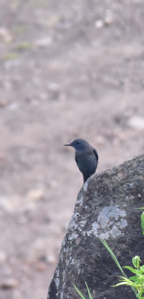 Blue Rock-Thrush - ML624585522