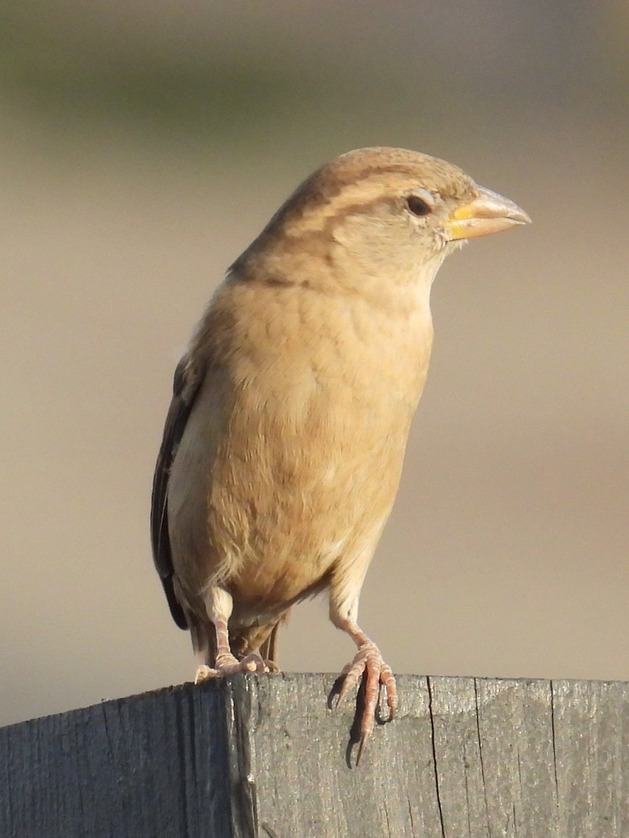 House Sparrow - ML624585523