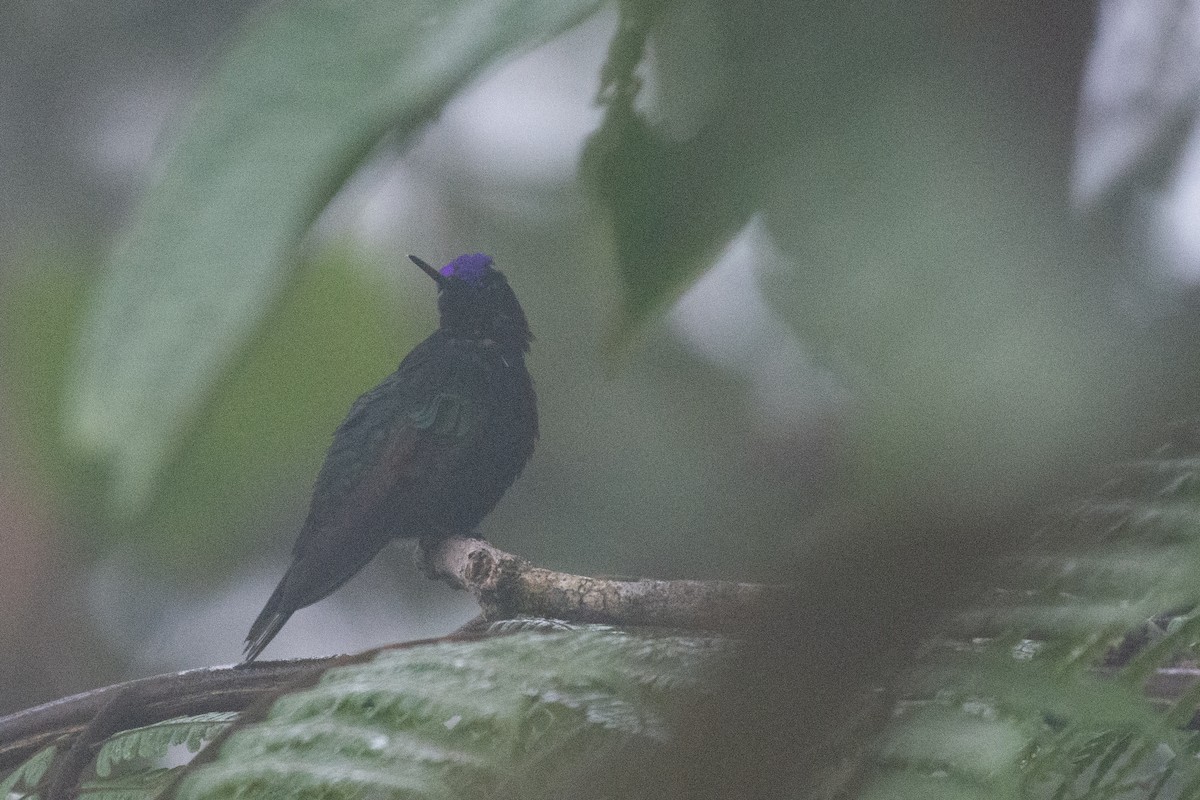 Velvet-purple Coronet - ML624585524