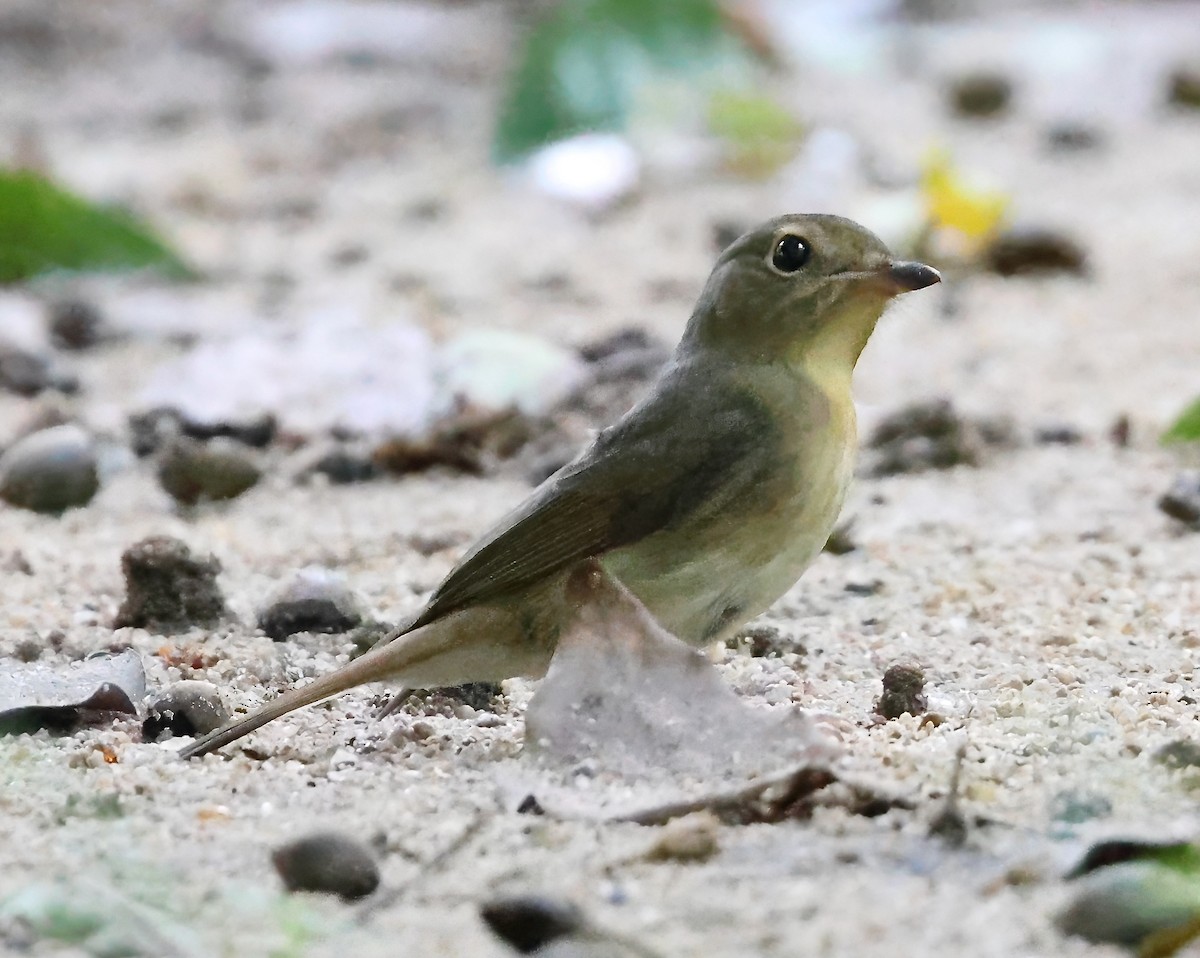 Hainan Blue Flycatcher - ML624585526