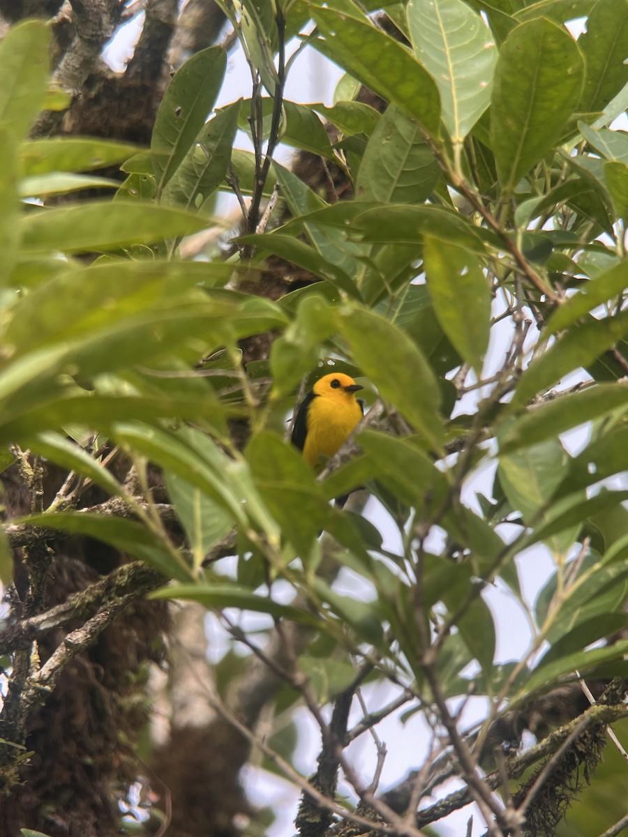 Black-and-yellow Tanager - ML624585527