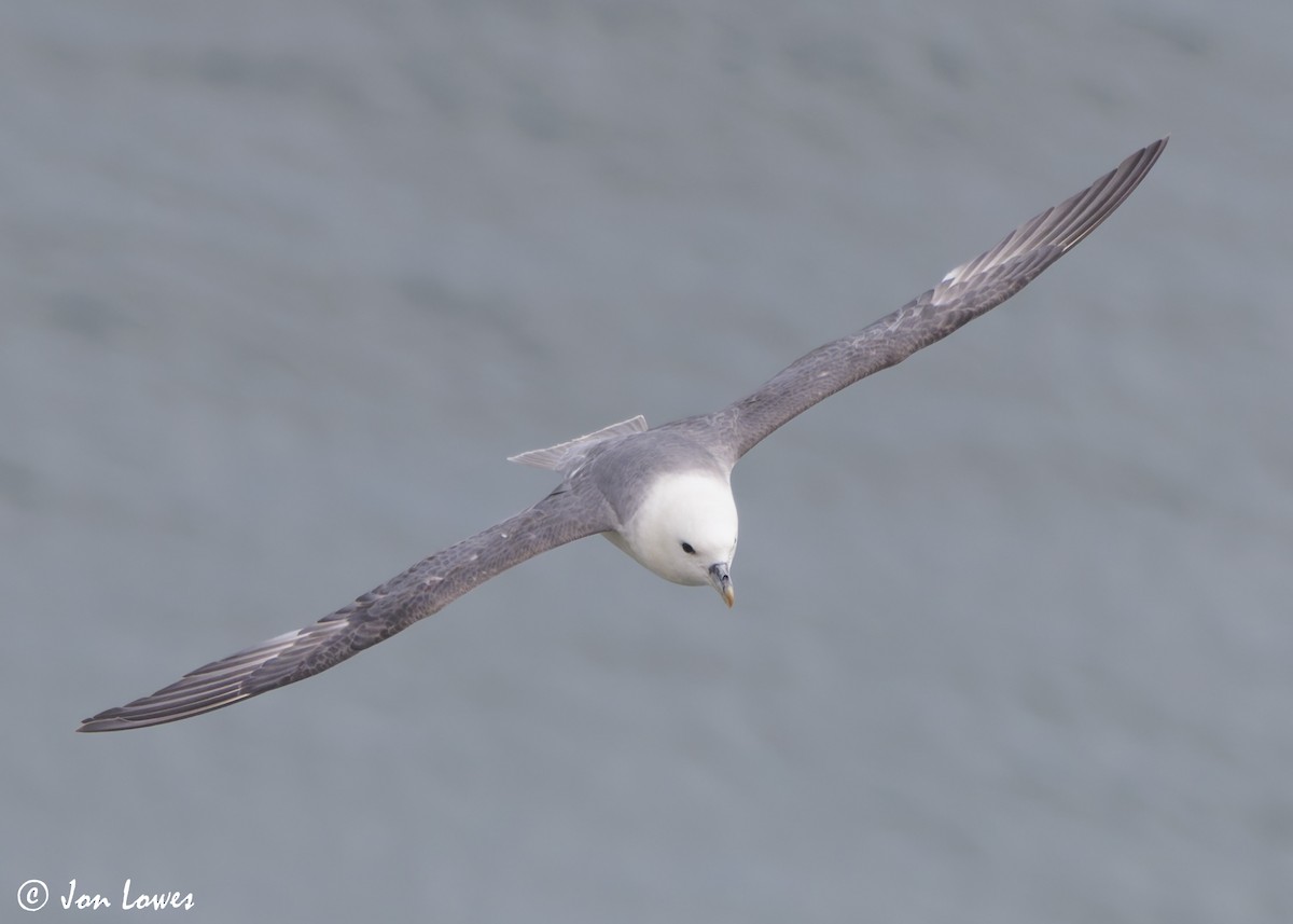 Буревісник кочівний (підвид glacialis/auduboni) - ML624585570