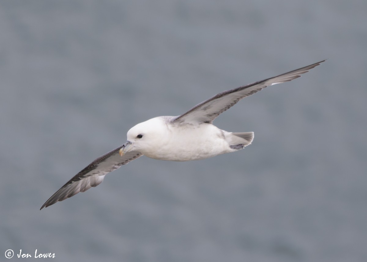 Буревісник кочівний (підвид glacialis/auduboni) - ML624585571