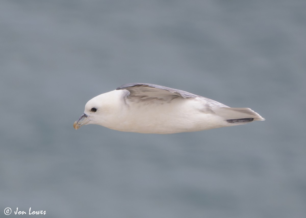 Буревісник кочівний (підвид glacialis/auduboni) - ML624585574