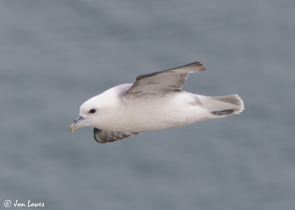 Буревісник кочівний (підвид glacialis/auduboni) - ML624585575