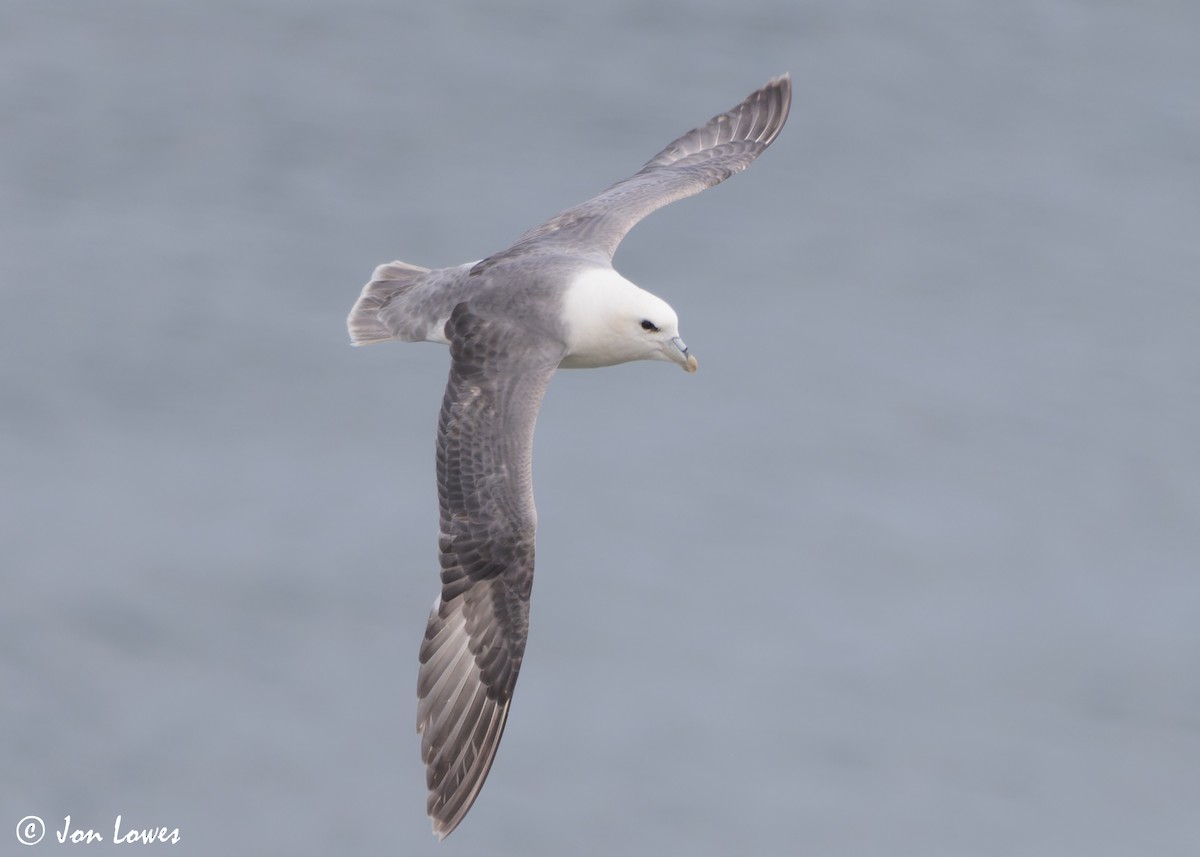 Буревісник кочівний (підвид glacialis/auduboni) - ML624585577