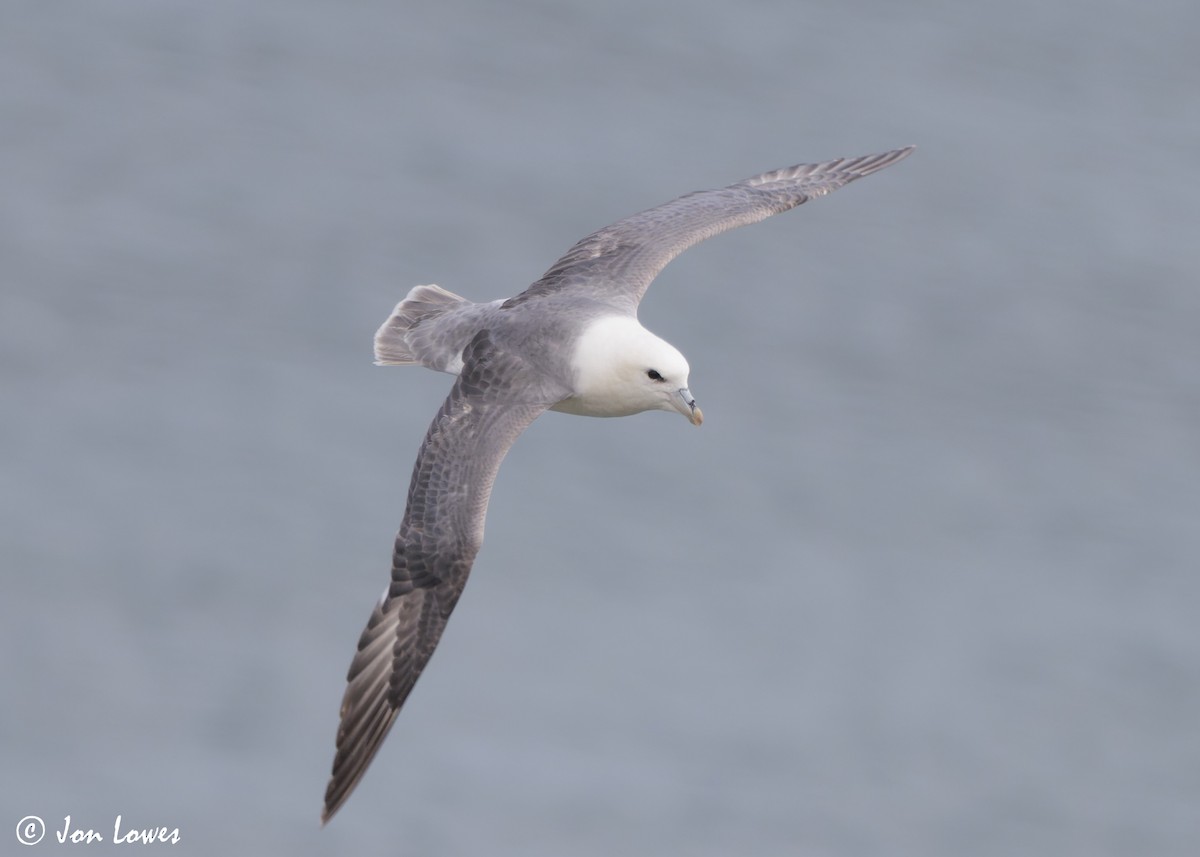 Буревісник кочівний (підвид glacialis/auduboni) - ML624585579