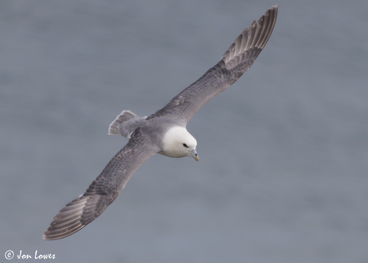 Буревісник кочівний (підвид glacialis/auduboni) - ML624585580